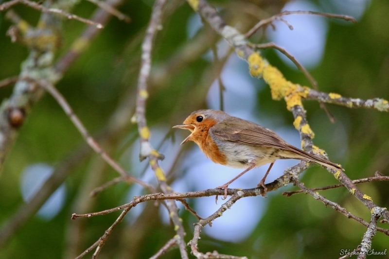 Photo Oiseaux Rouge-gorge familier (Erithacus rubecula)