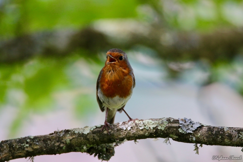 Photo Oiseaux Rouge-gorge familier (Erithacus rubecula)