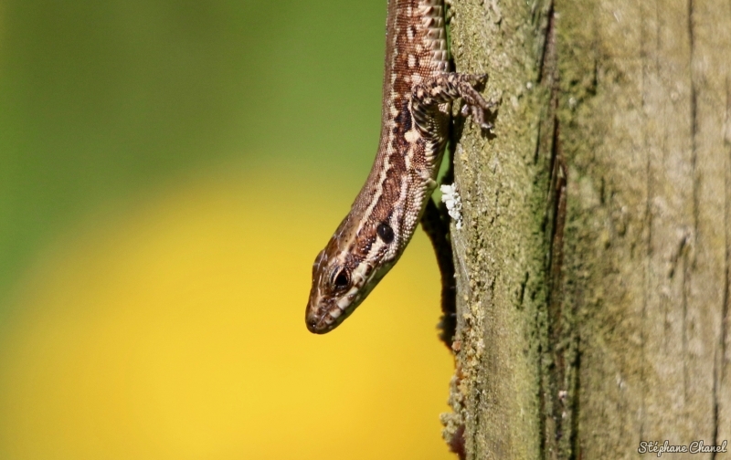 Photo Reptiles Lézard des murailles (Podarcis muralis)