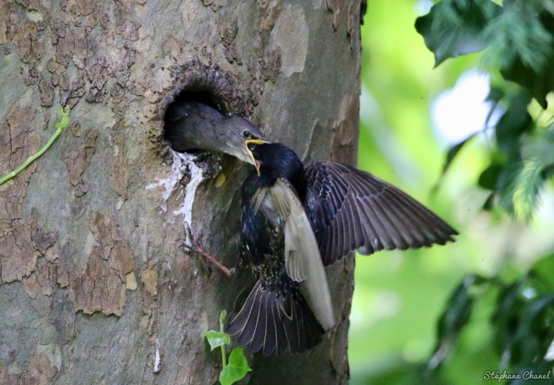 Photo Oiseaux Etourneau sansonnet (Sturnus vulgaris)