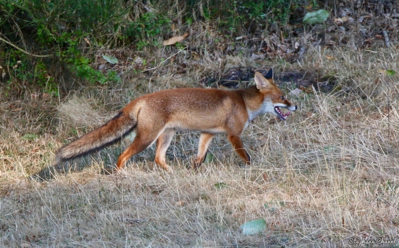 Photo Mammifères Renard roux (vulpes vulpes).