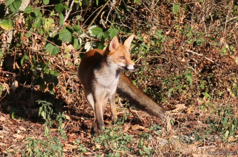 Photo Mammifères Renard roux (vulpes vulpes).