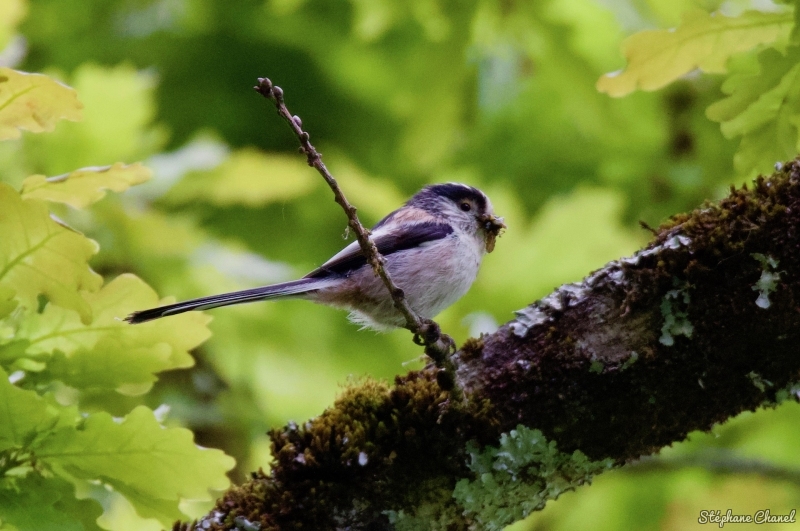 Photo Oiseaux Mésange à longue queue (Aegithalos caudatus)