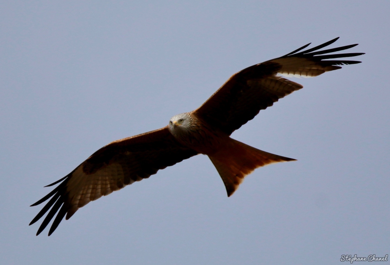 Photo Oiseaux Milan royal (Milvus milvus)