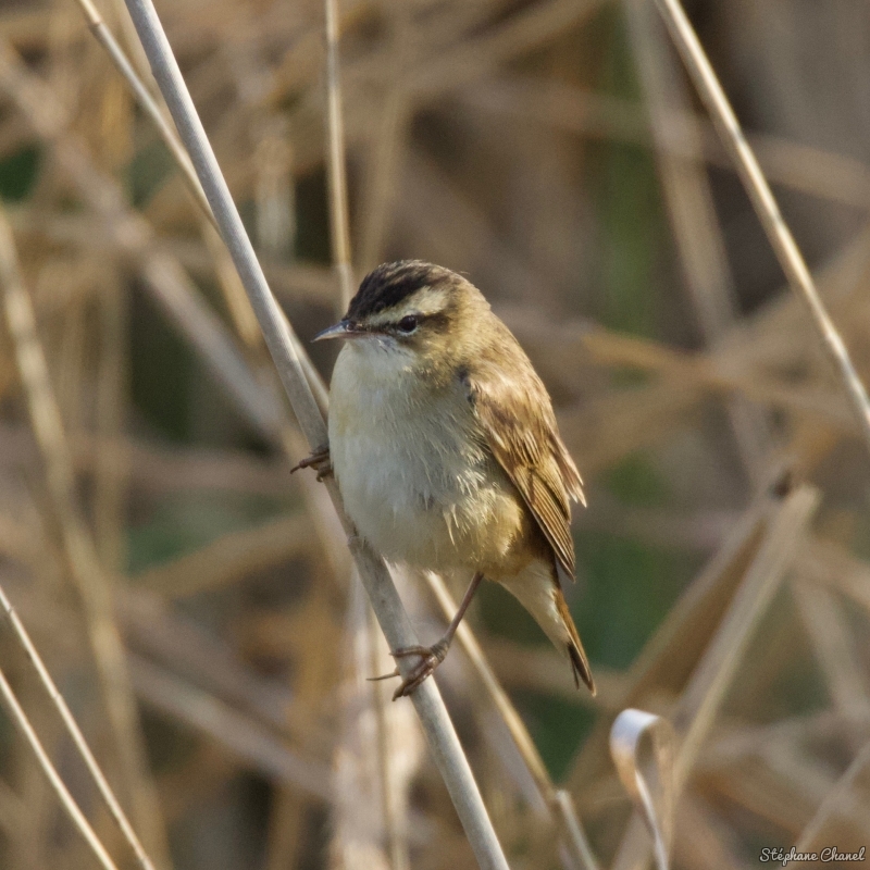 Photo Oiseaux Phragmite des joncs (Acrocephalus schoenobaenus)