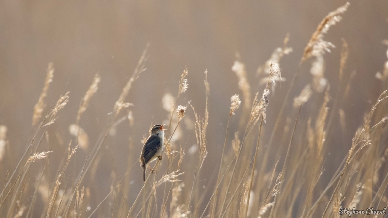 Photo Oiseaux Phragmite des joncs (Acrocephalus schoenobaenus)