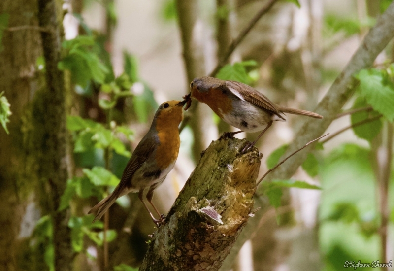 Photo Oiseaux Rougegorge familier (Erithacus rubecula)