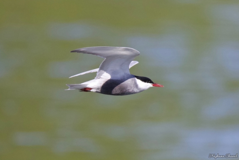 Photo Oiseaux Sterne pierre-garin (Sterna hirundo)