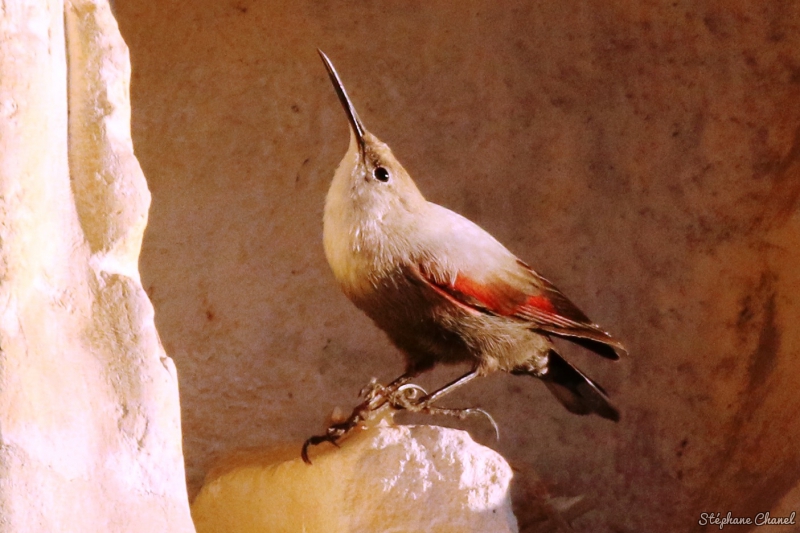 Photo Oiseaux Tichodrome échelette (Tichodroma muraria)