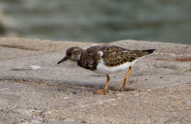 Photo Oiseaux Tournepierre à collier (Arenaria interpres)