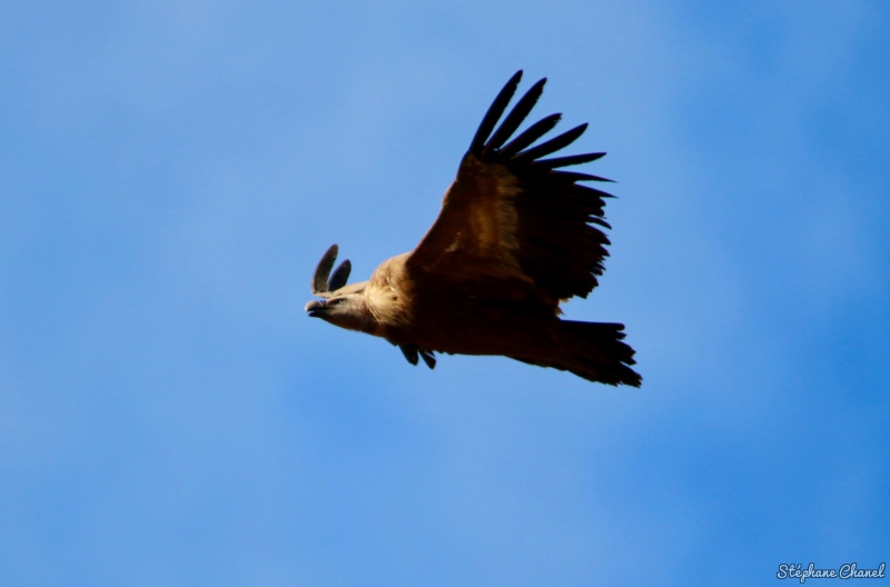 Photo Oiseaux Vautour fauve (Gyps fulvus)