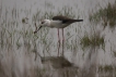 Oiseaux Echasse Blanche (Himantopus himantopus)