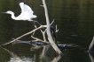 Oiseaux Aigrette garzette (Egretta garzetta)