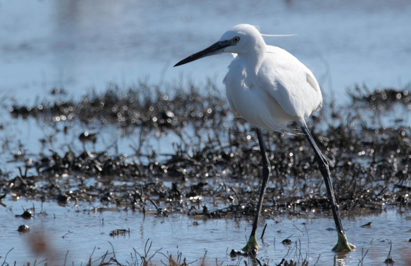 Photo Oiseaux