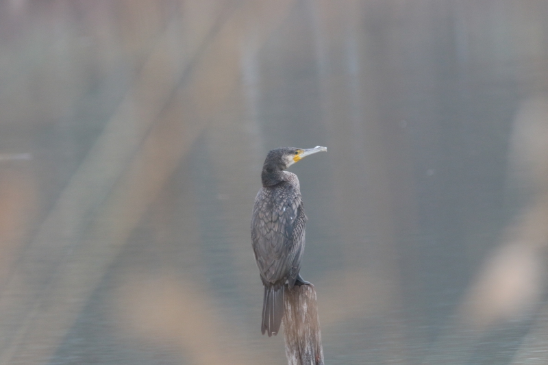 Photo Oiseaux