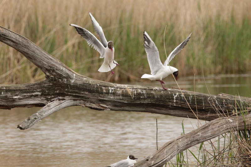 Photo Oiseaux