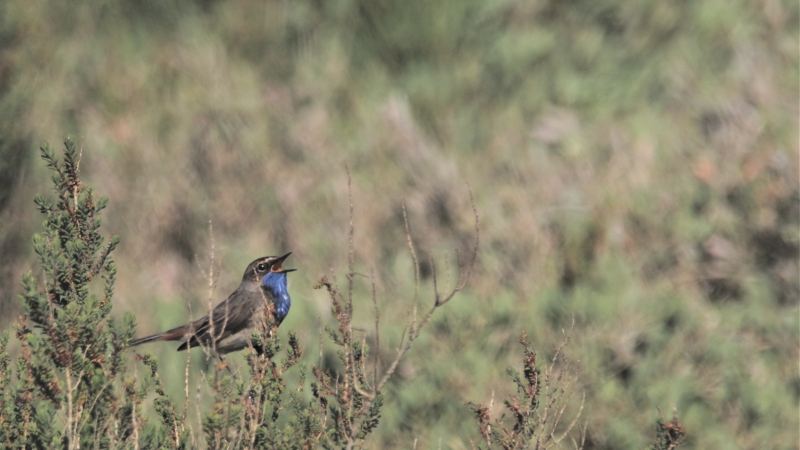 Photo Oiseaux