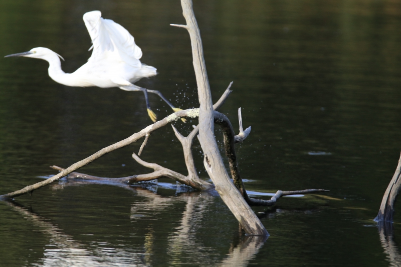 Photo Oiseaux Aigrette garzette (Egretta garzetta)