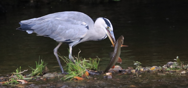 Photo Oiseaux heron cendrè ( à la pêche )