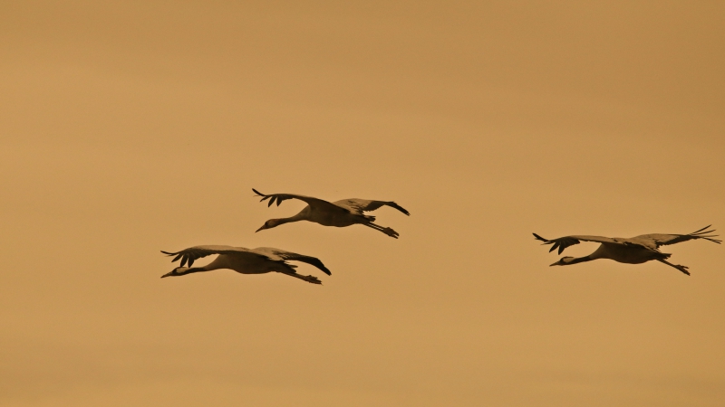 Photo Oiseaux Grue cendrée (Megalornis grus)