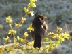 Oiseaux Merle noir (Turdus merula)