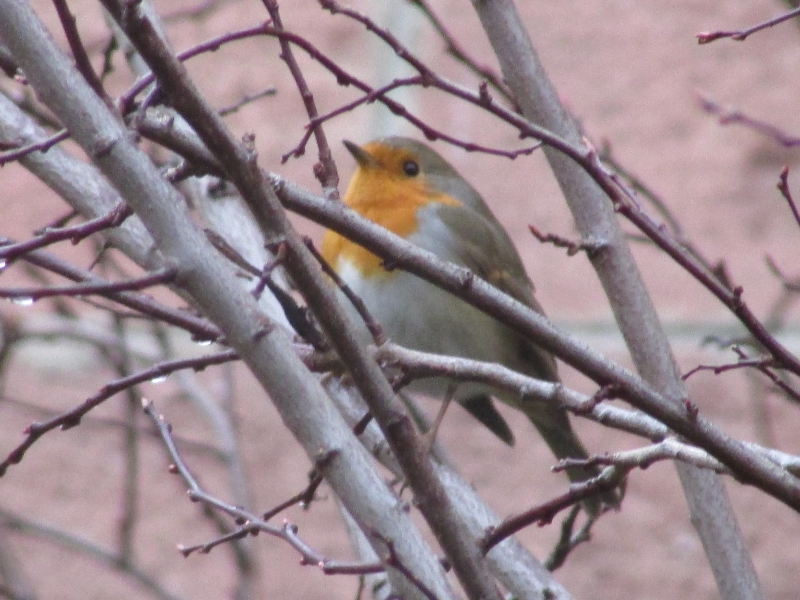 Photo Oiseaux Rouge-gorge familier (Erithacus rubecula)