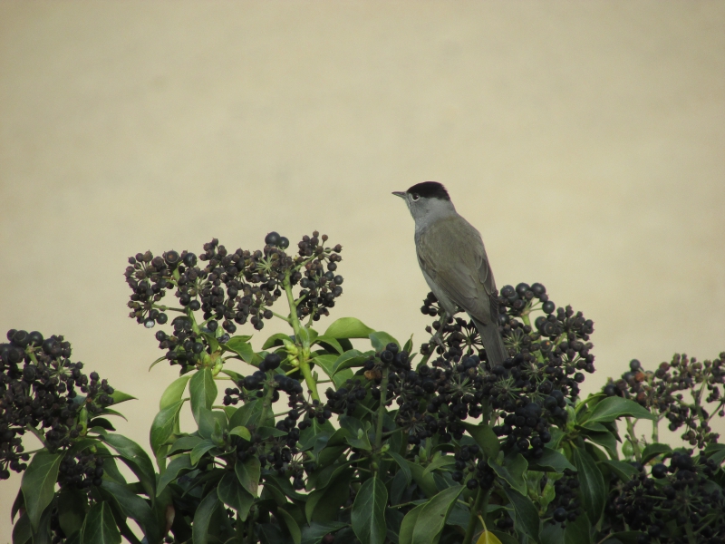 Photo Oiseaux Fauvette à tête noire (Sylvia atricapilla)