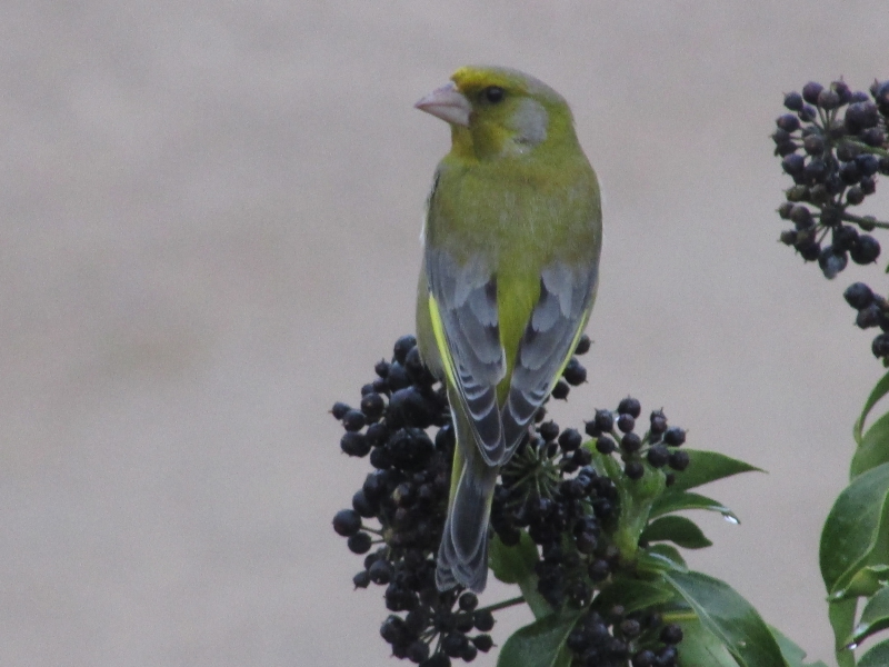 Photo Oiseaux Verdier d'Europe (Chloris chloris)