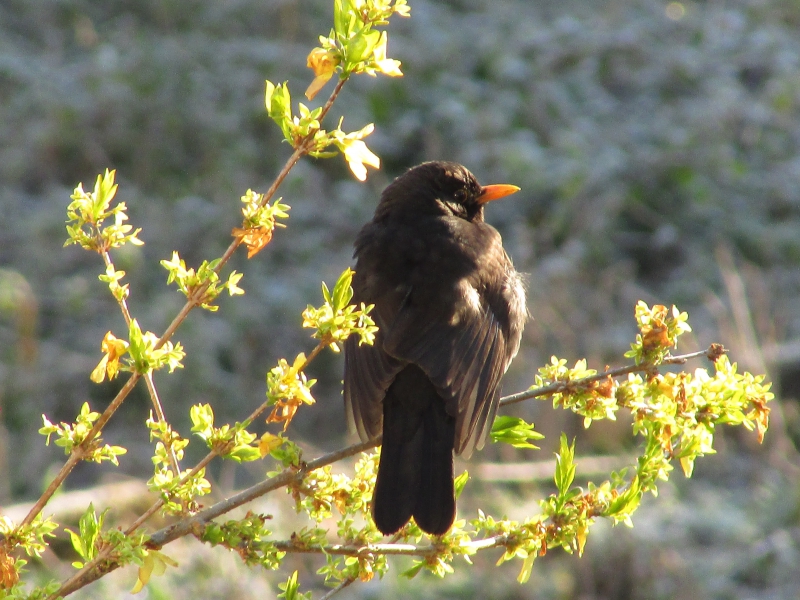 Photo Oiseaux Merle noir (Turdus merula)