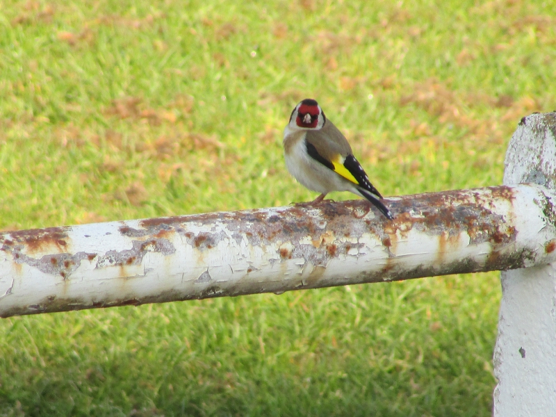 Photo Oiseaux Chardonneret élégant (Carduelis carduelis)