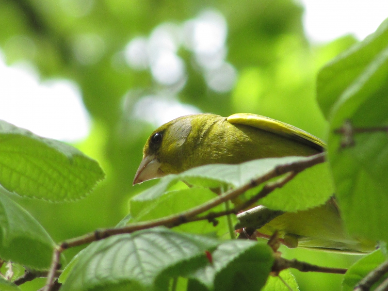 Photo Oiseaux Verdier d'Europe (Chloris chloris)