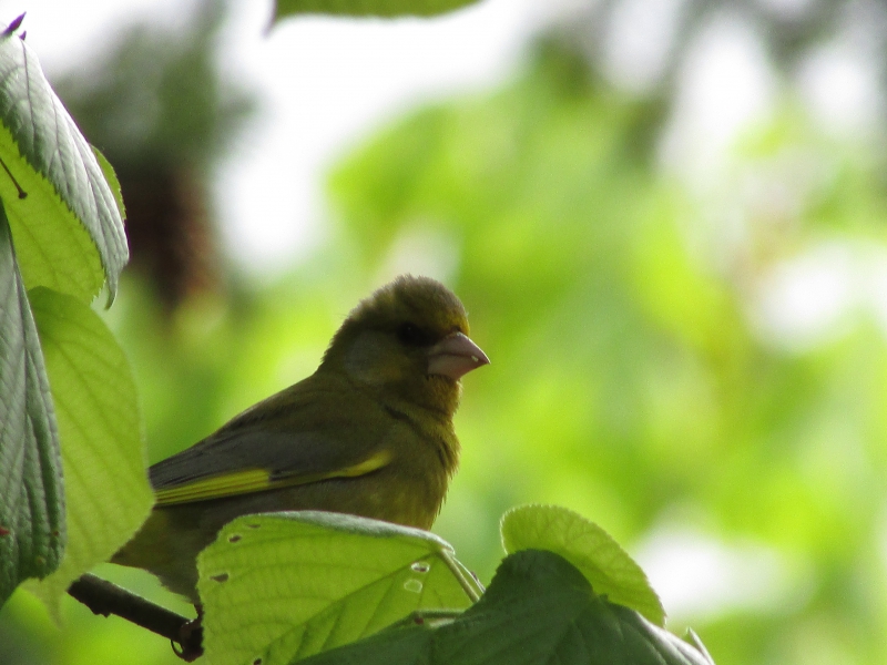 Photo Oiseaux Verdier d'Europe (Chloris chloris)