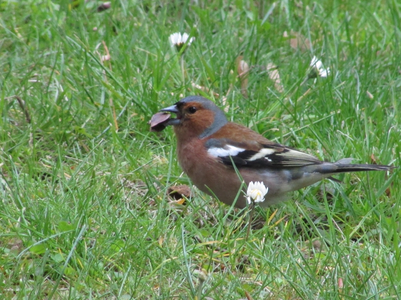 Photo Oiseaux Pinson des arbres (Fringilla coelebs)