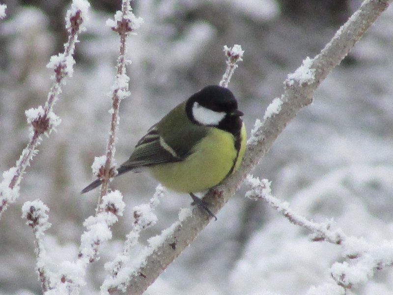 Photo Oiseaux Mésange charbonnière (Parus major)