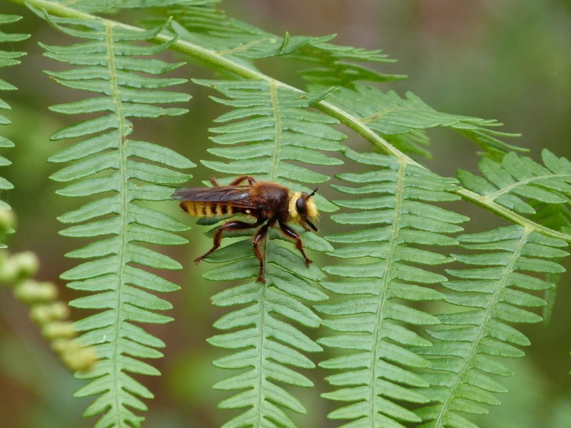 Insectes et Araignées Asilidae sp.