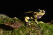 Amphibiens Salamandre tachetée (Salamandra salamandra)