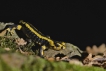 Amphibiens Salamandre tachetée (Salamandra salamandra)