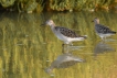 Oiseaux Combattant varié (Philomachus pugnax)