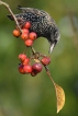 Oiseaux Etourneau sansonnet (Sturnus vulgaris)