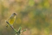 Oiseaux Verdier d\'Europe (Chloris chloris)