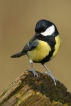 Oiseaux Mésange charbonnière (Parus major)