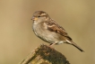 Oiseaux Moineau domestique (Passer domesticus) femelle)