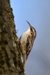 Oiseaux Grimpereau des jardins (Certhia brachydactyla)