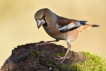 Oiseaux Grosbec casse-noyaux (Coccothraustes coccothraustes)