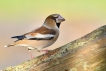 Oiseaux Grosbec casse-noyaux (Coccothraustes coccothraustes)