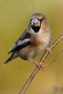 Oiseaux Grosbec casse-noyaux (Coccothraustes coccothraustes)