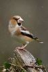 Oiseaux Grosbec casse-noyaux (Coccothraustes coccothraustes)