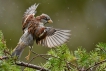 Oiseaux Moineau domestique (Passer domesticus) mâle