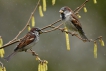 Oiseaux Moineau domestique (Passer domesticus)