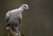 Oiseaux Tourterelle turque (Streptopelia decaocto)